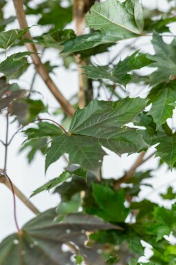 Acer platanoides 'Royal Red' hochstamm 6/8