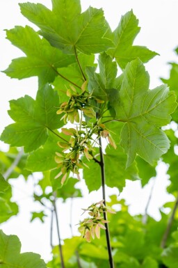 Acer pseudoplatanus