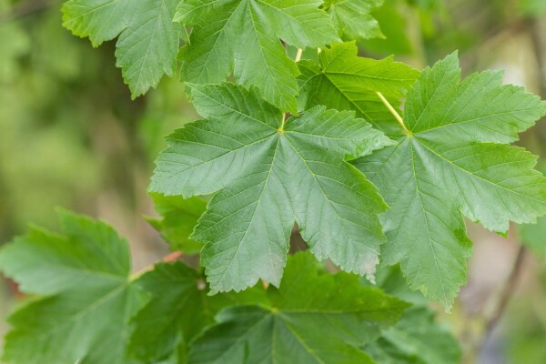 Acer pseudoplatanus