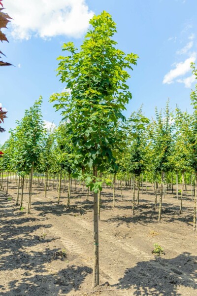 Acer pseudoplatanus hochstamm 10/12