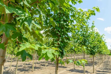 Acer pseudoplatanus hochstamm