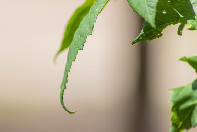 Acer pseudoplatanus hochstamm 10/12