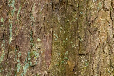 Acer pseudoplatanus mehrstämmig