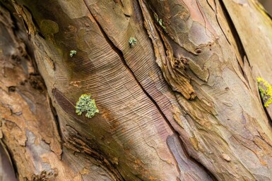 Acer pseudoplatanus mehrstämmig