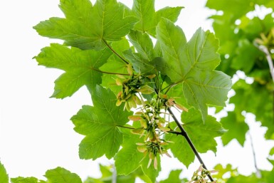 Acer pseudoplatanus mehrstämmig 200-250