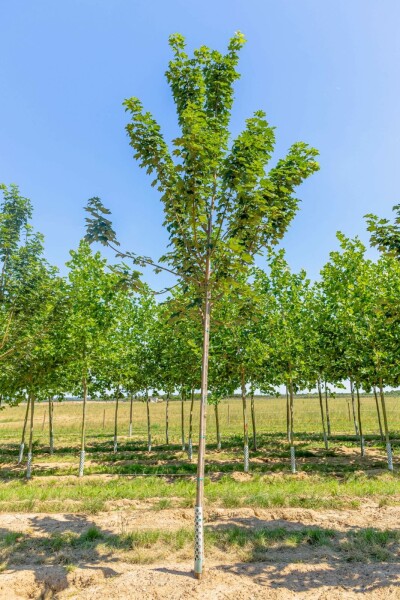 Acer pseudoplatanus 'Bruchem' hochstamm 10/12