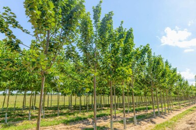 Acer pseudoplatanus 'Bruchem' hochstamm 10/12