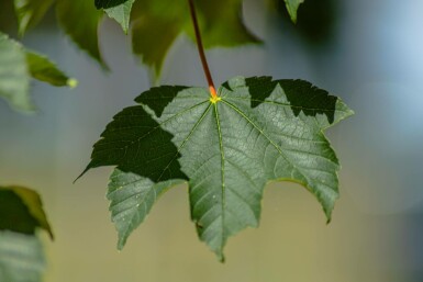 Acer pseudoplatanus 'Bruchem' hochstamm 10/12