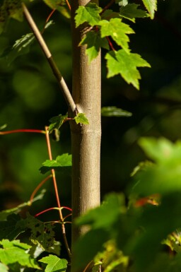 Acer rubrum