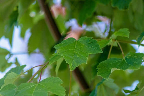 Acer rubrum