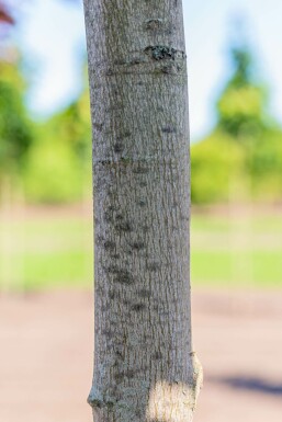 Acer rubrum hochstamm