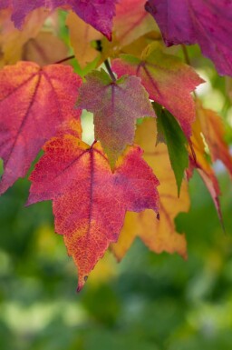 Acer rubrum hochstamm 10/12