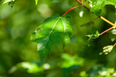 Acer rubrum mehrstämmig