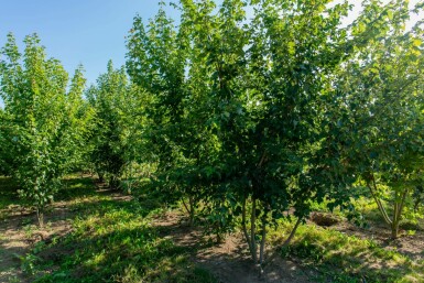 Acer rubrum mehrstämmig 200-250