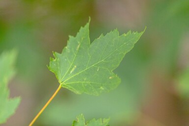 Acer rubrum mehrstämmig 200-250