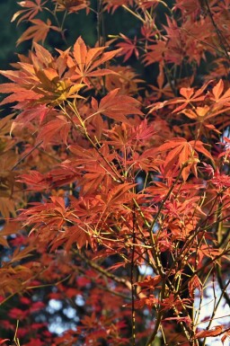 Acer rubrum 'Autumn Flame' hochstamm