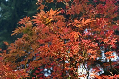 Acer rubrum 'Autumn Flame' hochstamm