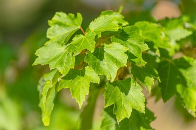 Acer rubrum 'October Glory'