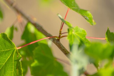 Acer rubrum 'October Glory' hochstamm