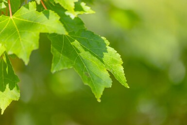 Acer rubrum 'October Glory' hochstamm 6/8