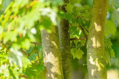 Acer rubrum 'October Glory' hochstamm 6/8