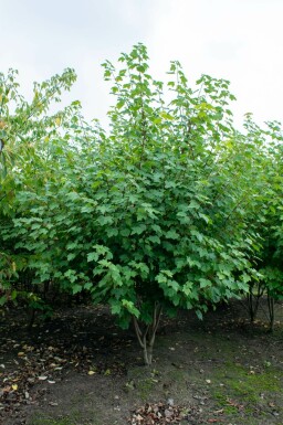 Acer rubrum 'October Glory' mehrstämmig 200-250