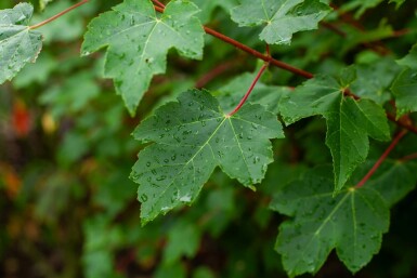 Acer rubrum 'October Glory' mehrstämmig 200-250