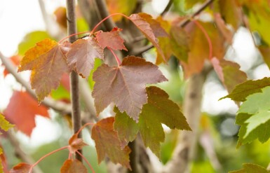 Acer rubrum 'October Glory' mehrstämmig 200-250