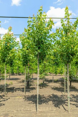 Acer rubrum 'Red Sunset' (= Acer rubrum 'Franksred')