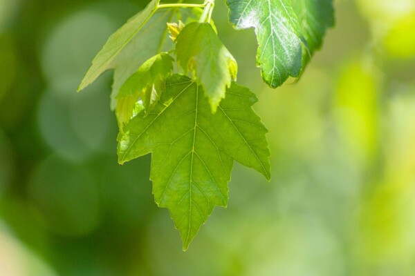 Acer rubrum 'Red Sunset' (= Acer rubrum 'Franksred')