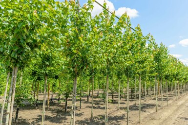 Acer rubrum 'Red Sunset' hochstamm