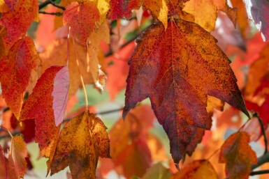 Acer rubrum 'Red Sunset' hochstamm 10/12