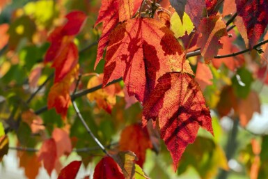 Acer rubrum 'Red Sunset' hochstamm 10/12