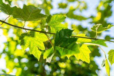 Acer rubrum 'Scanlon' hochstamm