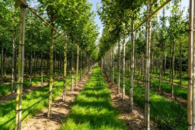 Acer rubrum 'Scanlon' hochstamm 10/12