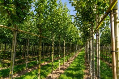 Acer rubrum 'Scanlon' hochstamm 10/12