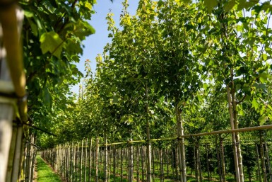 Acer rubrum 'Scanlon' hochstamm 10/12