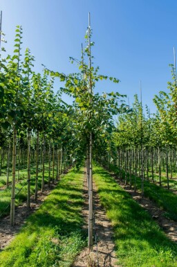 Acer rubrum 'Scanlon' hochstamm 10/12