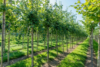 Acer rubrum 'Scanlon' hochstamm 10/12