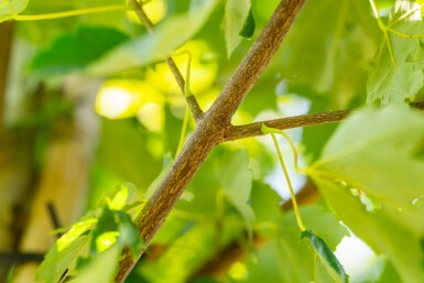 Acer rubrum 'Scanlon' hochstamm 10/12