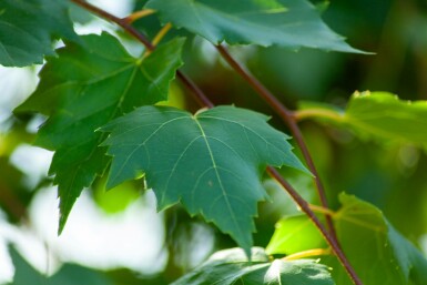 Acer rubrum 'Scanlon' hochstamm 10/12