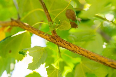 Acer rubrum 'Scanlon' hochstamm 10/12