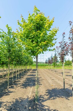 Acer rubrum 'Scanlon' hochstamm 10/12