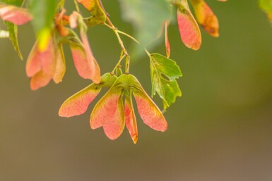 Acer rubrum 'Scanlon' hochstamm 10/12