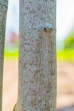 Acer rubrum 'Scanlon' hochstamm 10/12