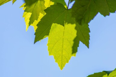 Acer rubrum 'Scanlon' hochstamm 10/12