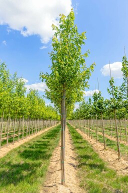 Acer saccharinum hochstamm