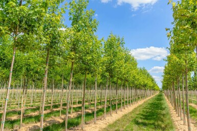 Acer saccharinum hochstamm