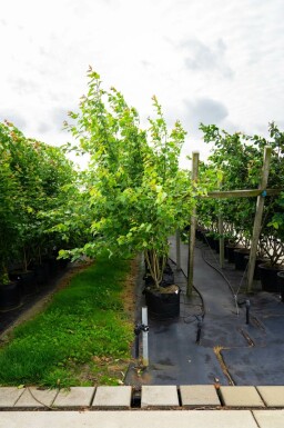 Acer saccharinum mehrstämmig 200-250