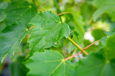 Acer saccharinum mehrstämmig